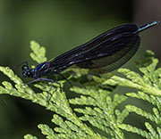 Damselfly