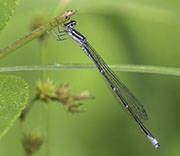 Damselfly