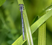 Damselfly