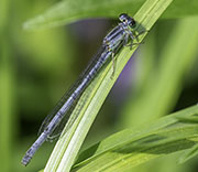 Damselfly