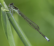 Damselfly