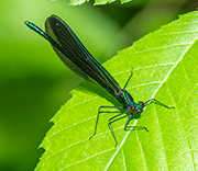 Damselfly