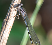 Damselfly