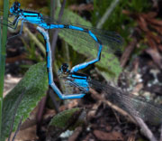 Damselfly