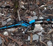 Damselfly