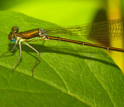 Damselfly