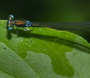 Damselfly