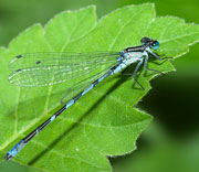 Damselfly