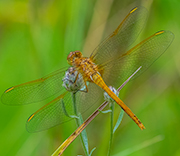 Dragonfly