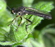 Flying Insects