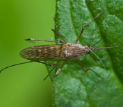 Flying Insects
