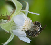 Bees