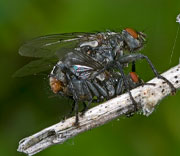 Flies