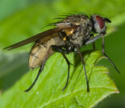 Flies