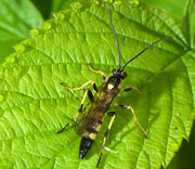 Flying Insects