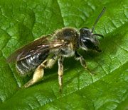 Bees