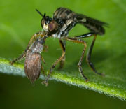 Flying Insects