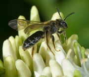 Bees
