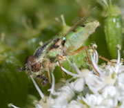 Flying Insects