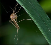 Flying Insects