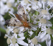 Flying Insects