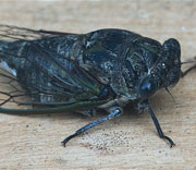 Flying Insects