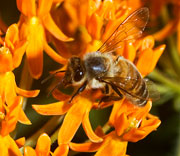 Bees