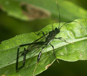 Damselfly