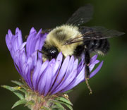 Bees