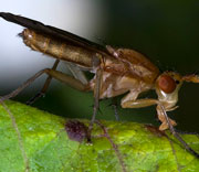 Flying Insects