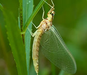 Flying Insects