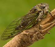 Flying Insects