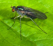 Flies