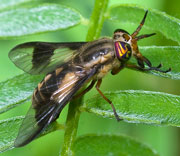Flying Insects