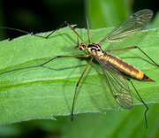 Flying Insects