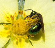 Bees