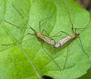 Flying Insects