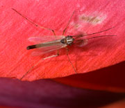 Flying Insects