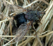 Flies
