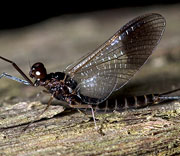Flying Insects