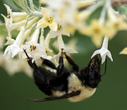 Bees