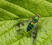 Flying Insects