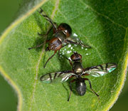 Flying Insects