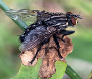 Flies