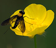 Hoover Flies