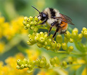 Bees