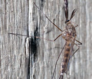 Flying Insects