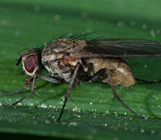 Flies