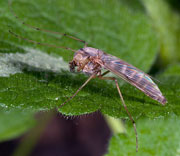 Flying Insects