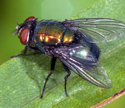Flies
